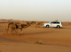safari-desierto
